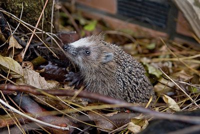 BUITEN BEELD Foto: 76761