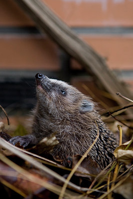 BUITEN BEELD Foto: 76762