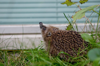 BUITEN BEELD Foto: 76766