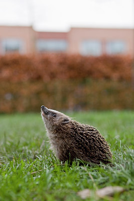 BUITEN BEELD Foto: 76767