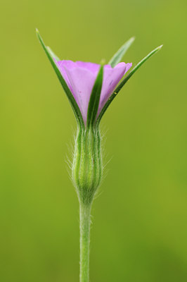 BUITEN BEELD Foto: 76836