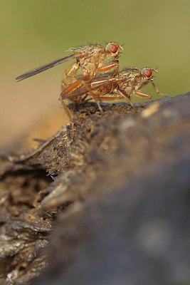 BUITEN BEELD Foto: 76864