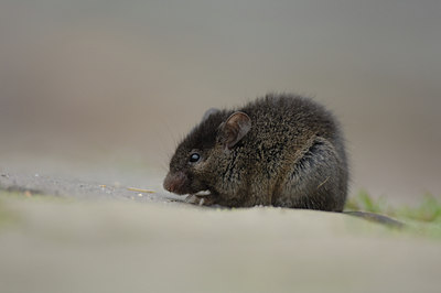 BUITEN BEELD Foto: 76867