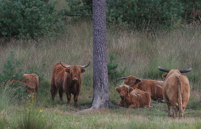 BUITEN BEELD Foto: 76883