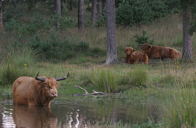 BUITEN BEELD Foto: 76965