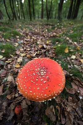 BUITEN BEELD Foto: 76994