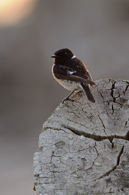 BUITEN BEELD Foto: 77029