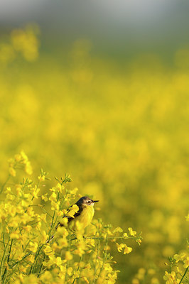 BUITEN BEELD Foto: 77031