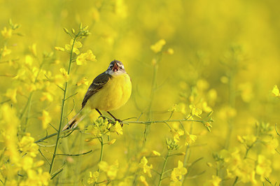BUITEN BEELD Foto: 77032