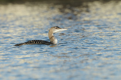 BUITEN BEELD Foto: 77036