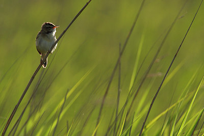BUITEN BEELD Foto: 77061