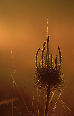 BUITEN BEELD Foto: 77067