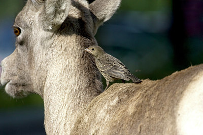 BUITEN BEELD Foto: 77088