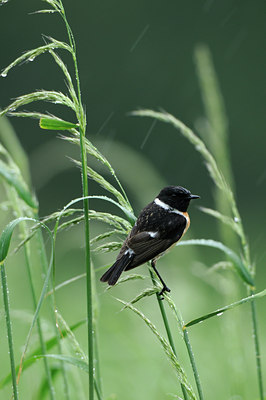 BUITEN BEELD Foto: 77123