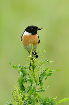 BUITEN BEELD Foto: 77137