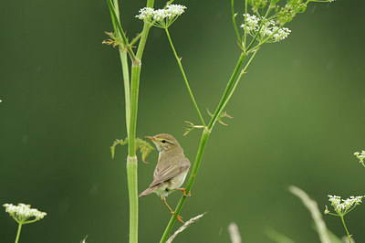 BUITEN BEELD Foto: 77138