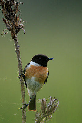 BUITEN BEELD Foto: 77170