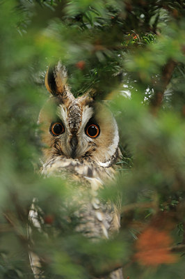 BUITEN BEELD Foto: 77215