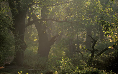 BUITEN BEELD Foto: 77216