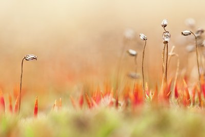 BUITEN BEELD Foto: 77222