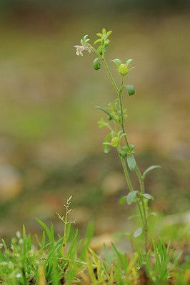 BUITEN BEELD Foto: 77234