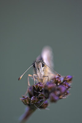 BUITEN BEELD Foto: 77292