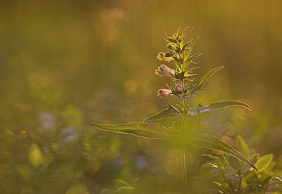 BUITEN BEELD Foto: 77297