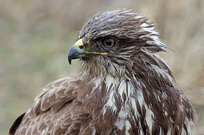 BUITEN BEELD Foto: 77311