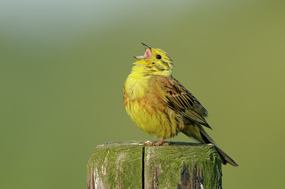 BUITEN BEELD Foto: 77314