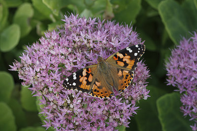 BUITEN BEELD Foto: 77318