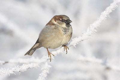 BUITEN BEELD Foto: 77322