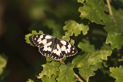 BUITEN BEELD Foto: 77378