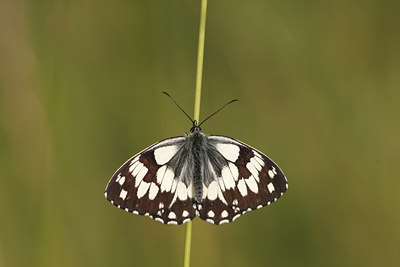 BUITEN BEELD Foto: 77382