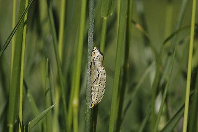 BUITEN BEELD Foto: 77384