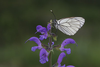 BUITEN BEELD Foto: 77385