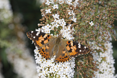 BUITEN BEELD Foto: 77392