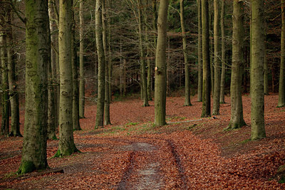 BUITEN BEELD Foto: 77400