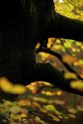 BUITEN BEELD Foto: 77468