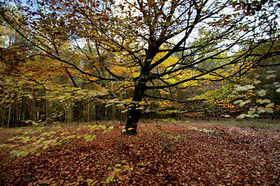 BUITEN BEELD Foto: 77507