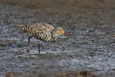 BUITEN BEELD Foto: 77511