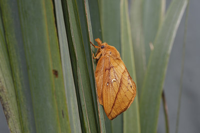 BUITEN BEELD Foto: 77517