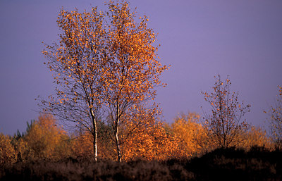 BUITEN BEELD Foto: 77588