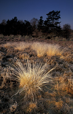 BUITEN BEELD Foto: 77594
