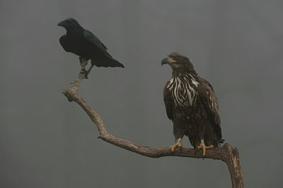 BUITEN BEELD Foto: 77600