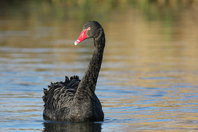 BUITEN BEELD Foto: 77613