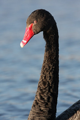 BUITEN BEELD Foto: 77614