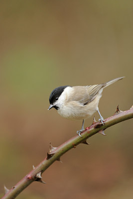 BUITEN BEELD Foto: 77621