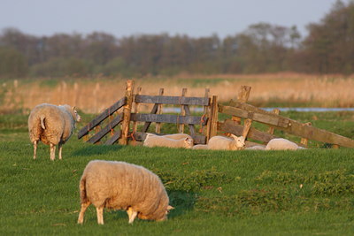 BUITEN BEELD Foto: 77644