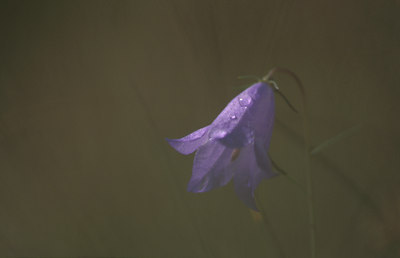 BUITEN BEELD Foto: 77656