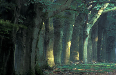 BUITEN BEELD Foto: 77668
